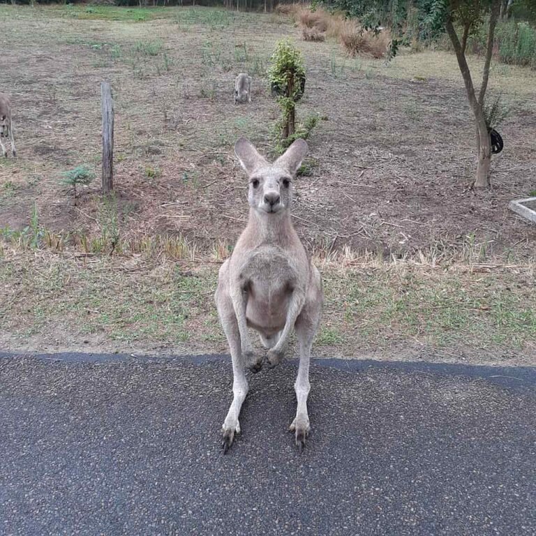 Kangooroo posing for a pic